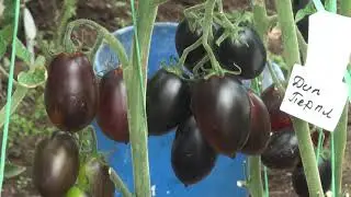 Томаты Август 2021 года