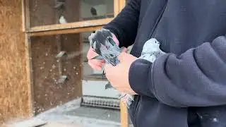 Голуби Tauben Pigeons