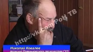высадка новых деревьев