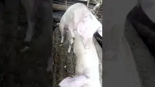 wild pig mating