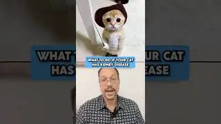 Cats With Kidney Disease Get 3 Opinions!