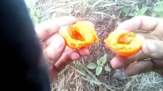 Видеообзор абрикоса Харгранд