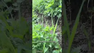 Что стало с ивой? Все отлично 😁 