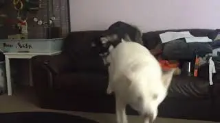 Вот так и выглядит собака приставака