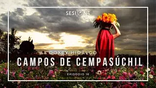 Campos de Cempasúchil / Doxey / Hidalgo