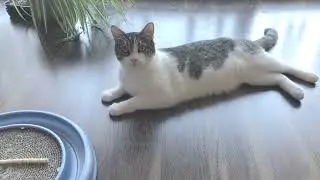Cat Moves Tail When Talked To - Kocourek Hejbe Ocasem