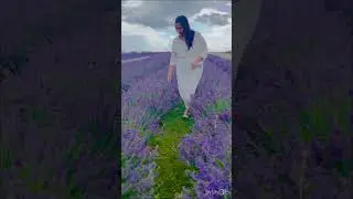 Lavender Firm visit | a dream come true