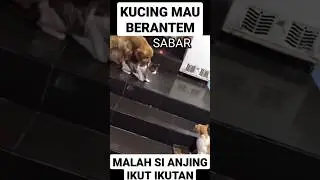 KUCING DAH MAU BERANTEM, MALAH DITARIK ANJING #kucinglucu