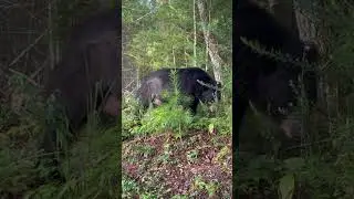 Black Bear at Great Smoky Mountains National Park