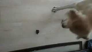 Бедная  черепаха !Ахах