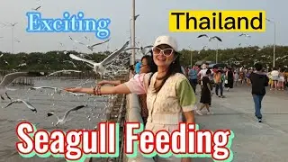 Seagull Feeding in Thailand