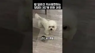 "빨리 밥 달라고!".. 밥그릇 던지는 댕댕이 3단계 진화 과정