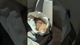 purse girl #cat #catlover #style #lifestyle #catmom #taylorswift #2024 #spring #dunkin #dunkindonuts