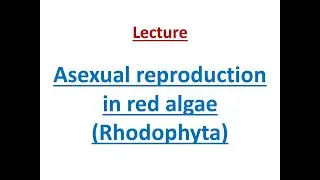 Asexual reproduction in red algae #rhodophyceae #monospores #algae