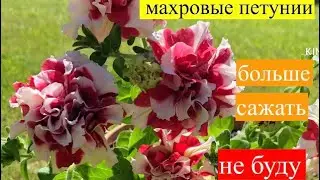 Махровые петунии Дуо разочаровали
