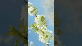 #Shorts Relax Music With Flowers ~ 1 min ☘