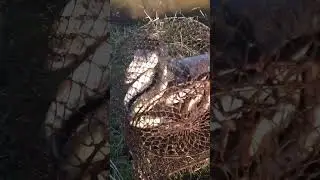 Открыл сезон рыбалки! Дядя Фёдор Ейск.