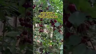 ЧЕРЕШНЯ – ЧУДО-ДЕРЕВО