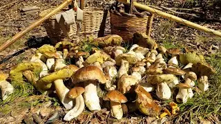 Boletus edulis tra pietre e canaloni