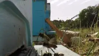 Bee Hive in Slow Motion - Arıların Kovana Girişi Ağır Çekim