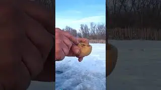 А Вы знали, как правильно хранить мотыль? Смотрите на видео   #рыбалка #лайфхак