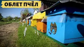 Flight of bees | Mini nucleus