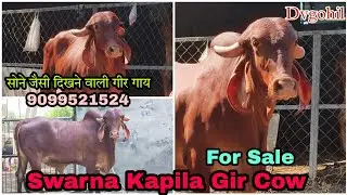 🤗स्वर्ण कपिला गीर गाय 😱 |  For Sale | Dvgohil | 9099521524 #gircow #forsale
