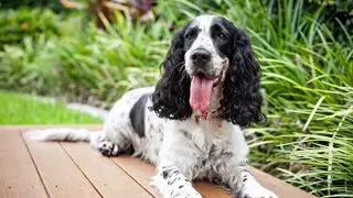Cocker Spaniels - I Love my dog