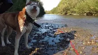 Хаски и лягушка. Сахалин. Гуляем.