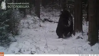 ID4327/Заповедник Столбы/Крупный медведь перед зимней спячкой