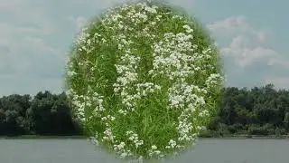 Любовь моя 
