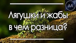 Лягушки и жабы | All About