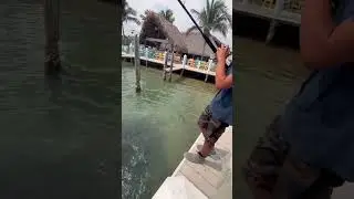 MASSIVE FISH in marina DESTROY fish head #shorts #jackcrevalle #fishing #edit #viral
