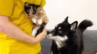 The Big husky Hides From the Tiny Kitten! Unexpected reaction from the dog! Unexpected Dog Reaction