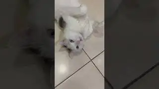 Когда спрашиваю у кота, не надоело ли ему спать 🐈