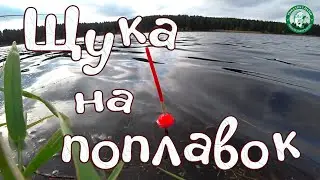 ЩУКА НА ПОПЛАВОК ОСЕНЬЮ! ЭТИ СНАСТИ МОЖНО ИСПОЛЬЗОВАТЬ ДЛЯ ЛОВЛИ ЩУКИ НА ПОПЛАВОК ПО ОТКРЫТОЙ ВОДЕ!