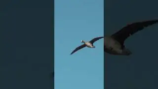 Охота на гуся  