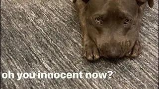 Billie Eilish’s dog pooped on her shoes (insta story)