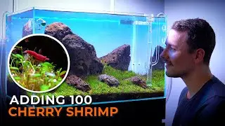Adding 100 Cherry Shrimp to my Iwagumi