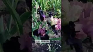 Ирис Ninja Warrior