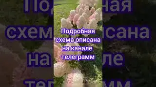 Гортензия #гортензии #гортензия #любовь #здоровье #цветы #сад #огород #дача #рецепты #косметика