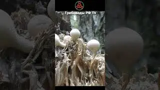 Дождевик грушевидный (Lycoperdon pyriforme) - съедобный гриб. #mushroom #грибное #кино #Lycoperdon