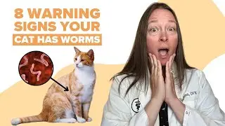 8 Signs Your Cat Has Worms