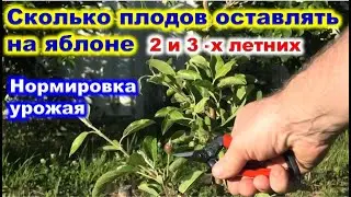 НОРМИРОВКА урожая ЯБЛОНИ. Как не допустить периодичности в плодоношении.