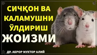 СИЧҚОН ВА КАЛАМУШНИ ЎЛДИРИШ ЖОИЗМИ? АБРОР МУХТОР АЛИЙ
