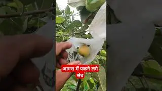 आगरा में पकने लगा सेब || Home Garden | #shorts