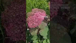 #Гортензия