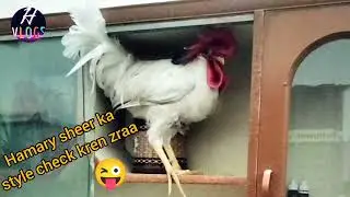 Hamary Sheer ka Style Check kren | subsucribe my YouTube channel | hinaz collection N crafts