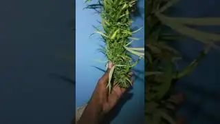 LARGEST CANNABIS TREE..ORGANIC HOME GROWN.