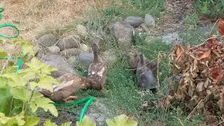 Will the 33-day-old ducklings allow me to get closer to capture video?